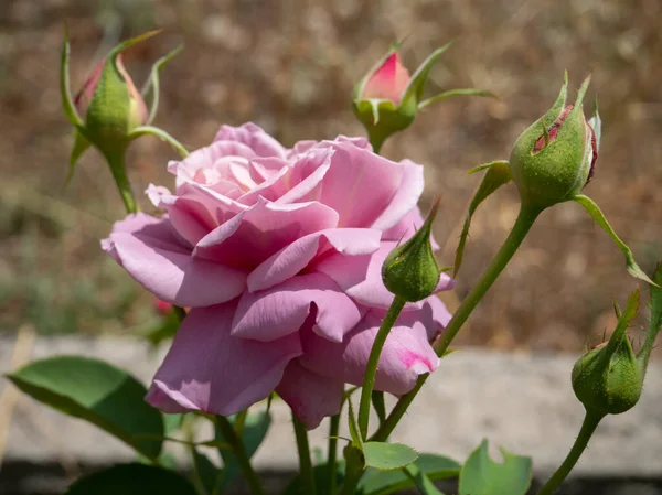 Schöne Knospe Sanft Lila Rose Blume Einem Sonnigen Warmen Tag — Stockfoto