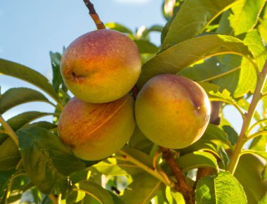 Ripening nectarine fruits Prunus persica on tree branches