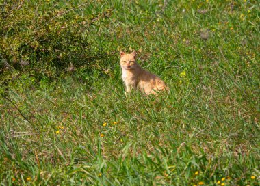 Yunanistan 'da bir köyde bir kedi yeşil çimlerde oturuyor