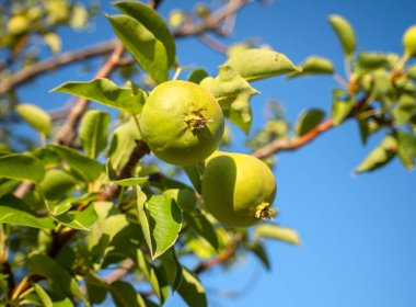 Yeşil armut, yakın bir dalda.