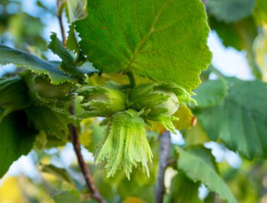 Fındıklı Corylus bir ağacın dallarında