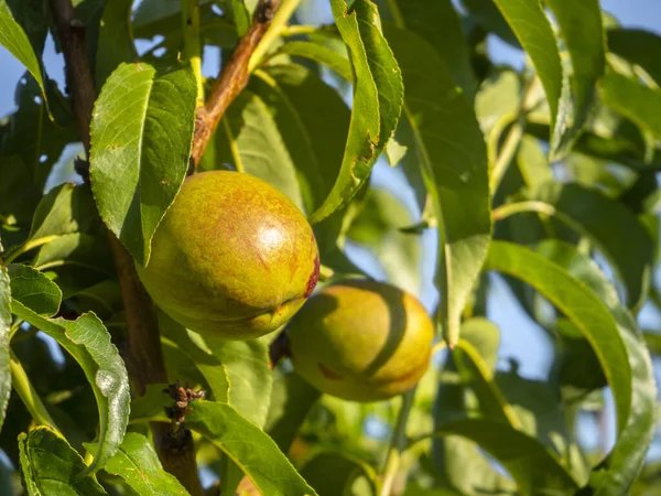 Ripening Nectarine Fruits Prunus Persica Tree Branches — Stock Fotó