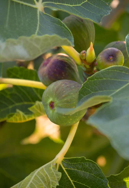 Figi Ficus Carica Drzewie Wśród Liści — Zdjęcie stockowe