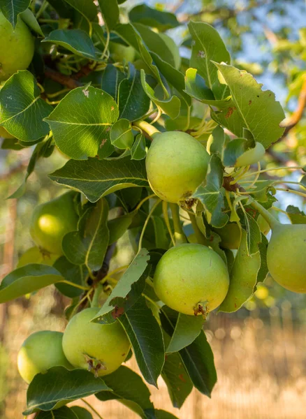 Green Ripe Pears Pyrus Branch Close — Stock Fotó