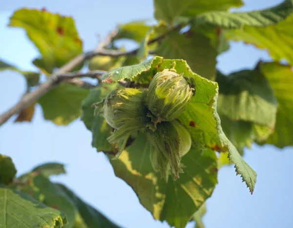 Lískový Ořech Corylus Větvích Stromu — Stock fotografie