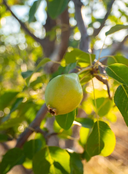 Green Ripe Pears Pyrus Branch Close — Foto de Stock
