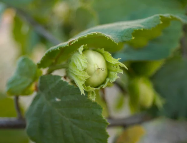 Hazelnut Corylus Branches Tree — Stock fotografie