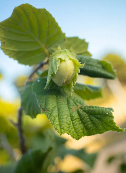 Lískový Ořech Corylus Větvích Stromu — Stock fotografie