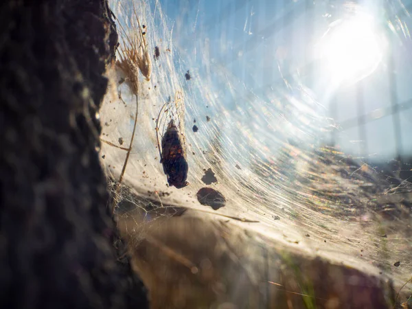 Cicada Other Spider Prey Web — Foto de Stock