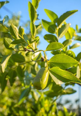  Simmondsia chinensis jojojoba Yunanistan 'da güneşli bir günde ağaçta olgunlaşmamış pilav