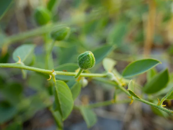 Fruits Capers Capparis Close — Stockfoto