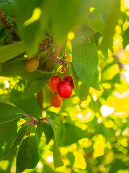Red Green Ripe Dogwood Berries Cornus Mas Branch Sunny Day — Stock fotografie