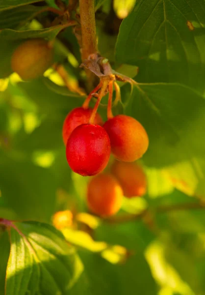Red Green Ripe Dogwood Berries Cornus Mas Branch Sunny Day — Stock fotografie