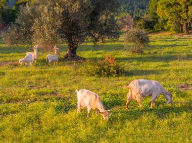 Yunanistan 'ın Evia adasındaki bir zeytin bahçesindeki bir çayırda beyaz keçiler otluyor