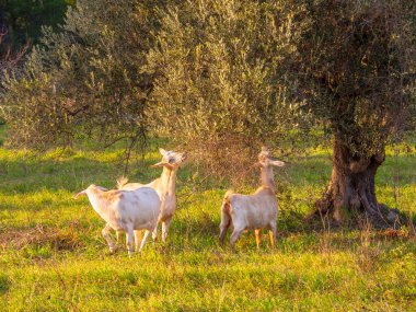 Yunanistan 'ın Evia adasındaki bir zeytin bahçesindeki bir çayırda beyaz keçiler otluyor