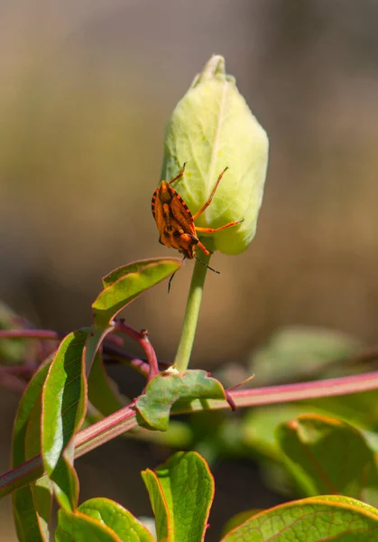 Red Bug Carpocoris Mediterraneus Primer Plano Pasiflora — Foto de Stock