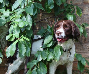 çalışma türü İngiliz springer spaniel tarafından bir erik ağacı