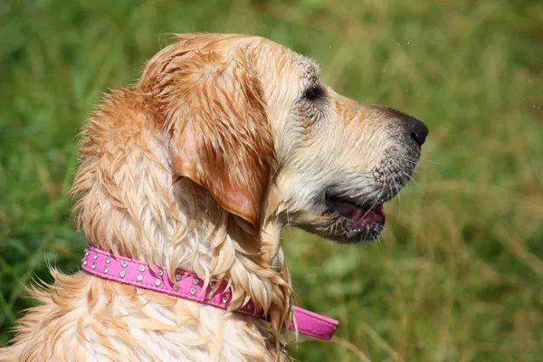 Bardzo mokry pracy typu złoty pies myśliwski — Zdjęcie stockowe