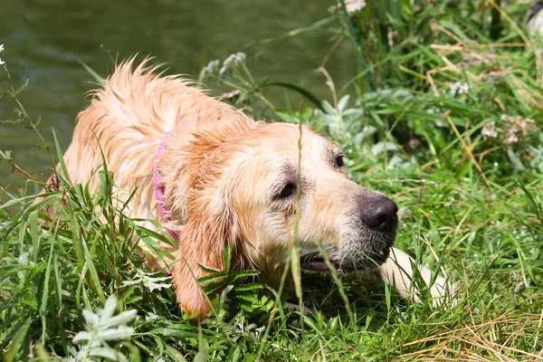 Bardzo mokry pracy typu złoty pies myśliwski — Zdjęcie stockowe