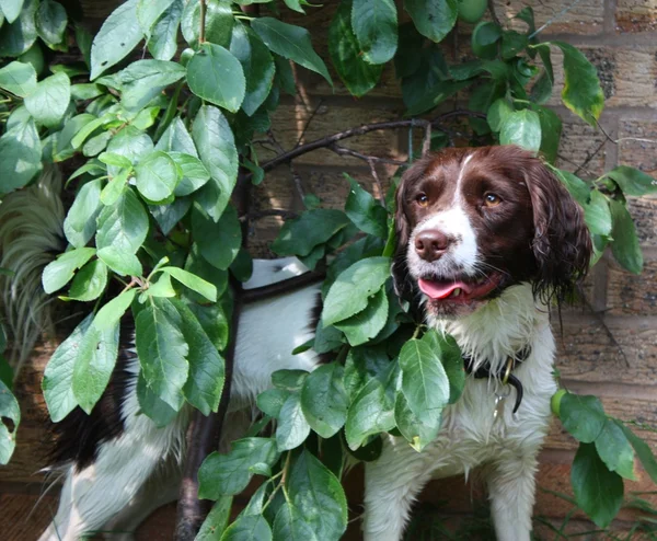 Tipo de trabajo Inglés Springer Spaniel by a plum tree —  Fotos de Stock