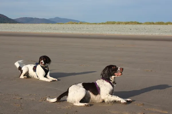 Two working type english springer spaniels on a sandy beach — Stock Photo, Image