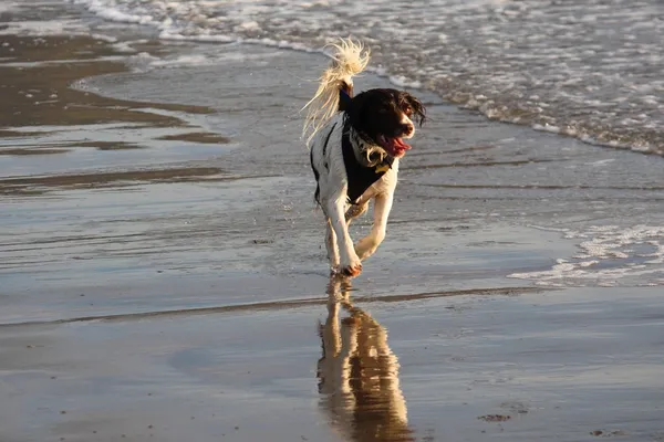 En mycket blöt arbetande typ engelska springer körs på en strand — Stockfoto