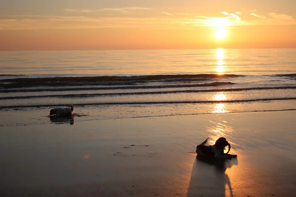 Working type english springer spaniels at sunset on a beach — Stock Photo, Image