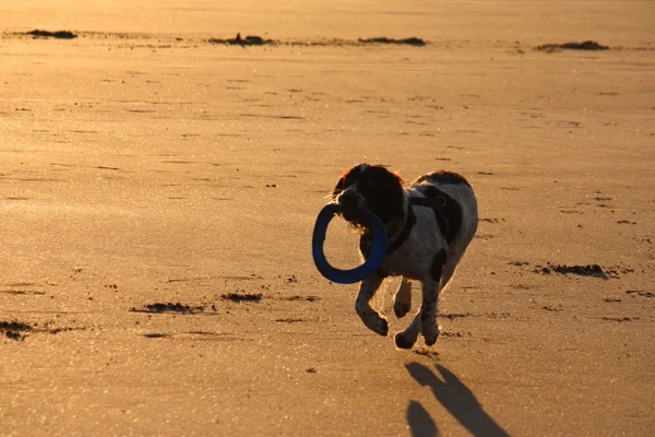 Un tipo de trabajo muy húmedo inglés springer corriendo en una playa — Foto de Stock