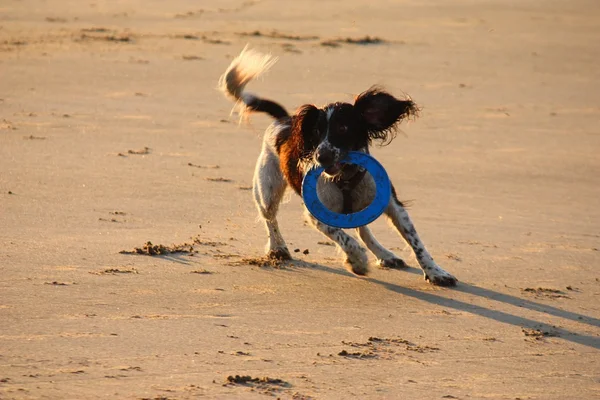 En mycket blöt arbetande typ engelska springer körs på en strand — Stockfoto