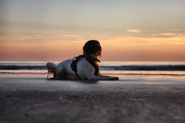 Pracy typu angielski springer spaniel na zachód słońca na plaży — Zdjęcie stockowe