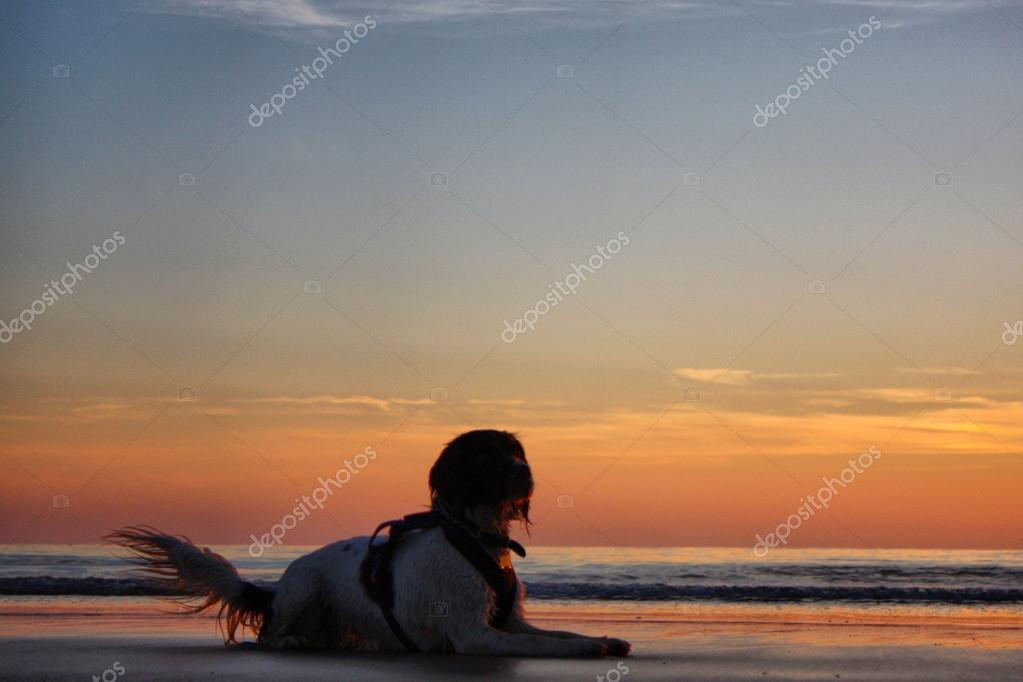 Un Travail Type Anglais Springer Spaniel Au Coucher Du