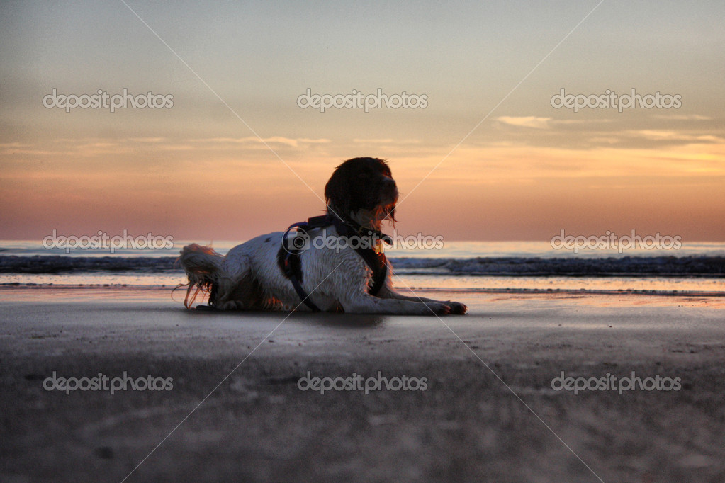 Un Travail Type Anglais Springer Spaniel Au Coucher Du