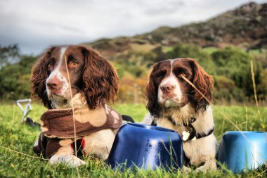 çalışma türü İngiliz springer Spaniel birlikte