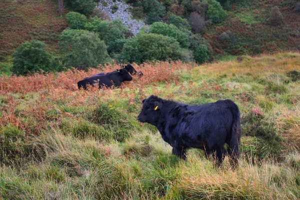 Welsh black cattle — Stock Photo, Image