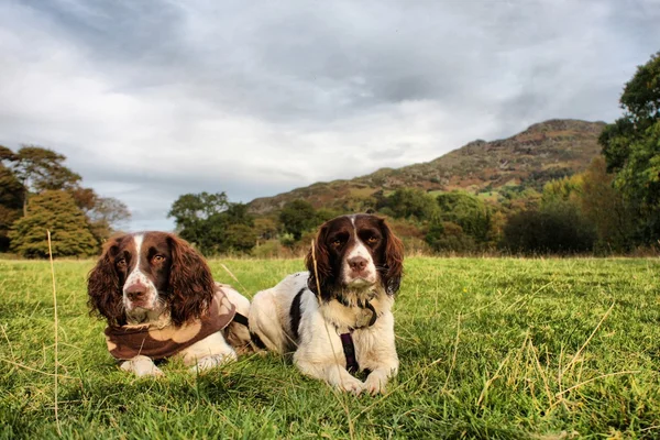 çalışma türü İngiliz springer Spaniel birlikte