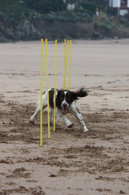 çalışma türü İngiliz springer spaniel çeviklik kumlu bir plaj üzerinde dokuma