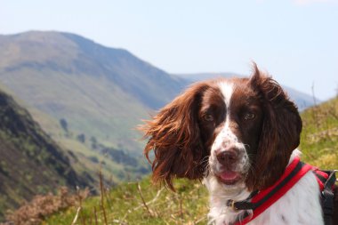 çalışma türü İngiliz springer spaniel bir dağ kadar yakın