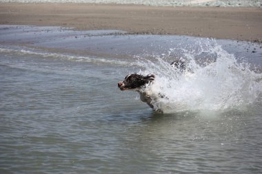 çok şirin karaciğer ve beyaz çalışma türü İngiliz springer spaniel köpek Yüzme deniz evde beslenen hayvan