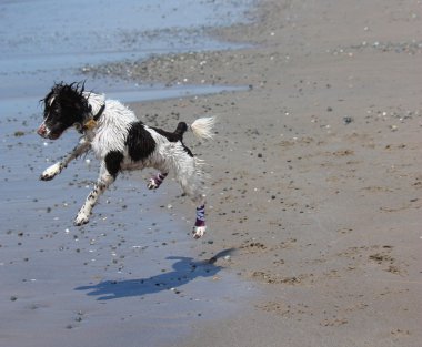 kumlu bir plaj üzerinde atlama karaciğer ve beyaz çalışma türü İngiliz springer spaniel köpeği