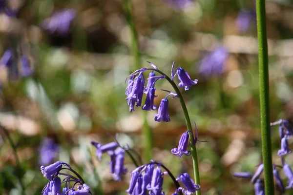 ブルーベルの花のクローズ アップ — ストック写真