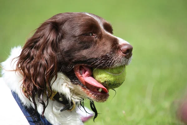 Praca typu angielski springer spaniel pies z żółtym piłki w usta — Zdjęcie stockowe