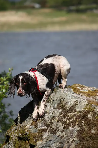 Tipo de trabajo hígado y blanco inglés springer spaniel de pie sobre una roca en un lago —  Fotos de Stock