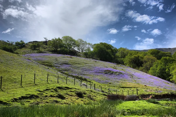 Bluebells sur une colline — Photo