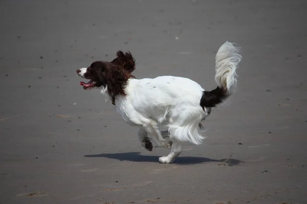 Liver and white working type english springer spaniel running on a sandy beach — Stock Photo, Image