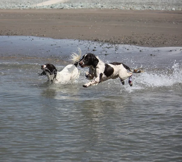 Fígado muito bonito e branco tipo de trabalho Inglês springer spaniel cão de estimação nadando no mar — Fotografia de Stock