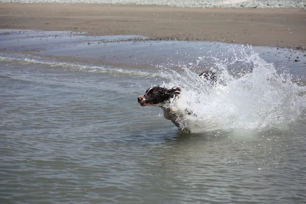 Very cute liver and white working type english springer spaniel pet dog swimming in the sea — Stock Photo, Image