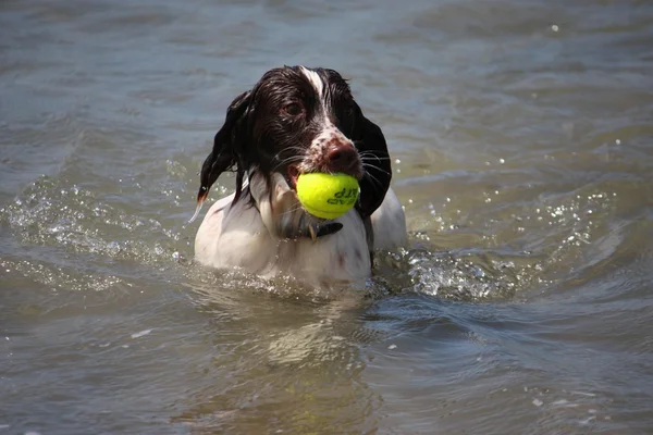 非常にかわいい肝臓と白の作業タイプ英語スプリンガースパニエル ペット犬は海で泳ぐ — ストック写真