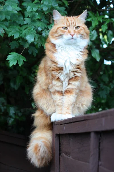 Prachtige lange haired gember en witte kat — Stockfoto