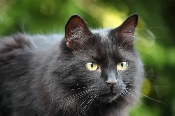 Beautiful long haired black cat — Stock Photo, Image