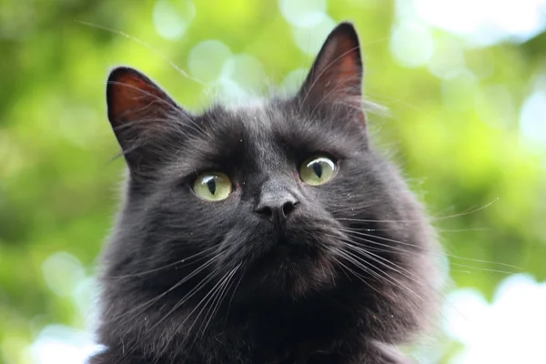 Beautiful long haired black cat — Stock Photo, Image